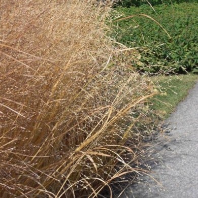Panicum virgatum 'Heavy Metal' - Flickr - Andrey Zharkikh