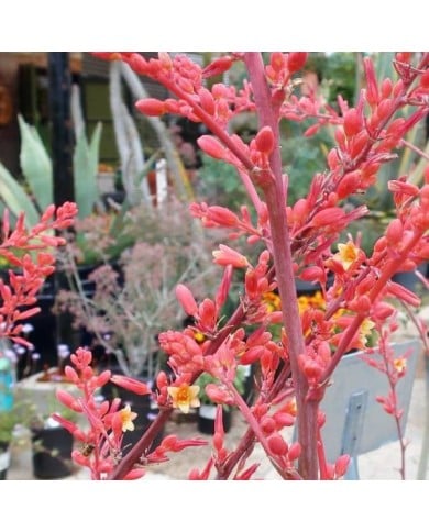 Yucca rouge