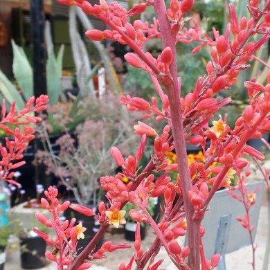 Yucca rouge