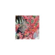 Yucca rouge