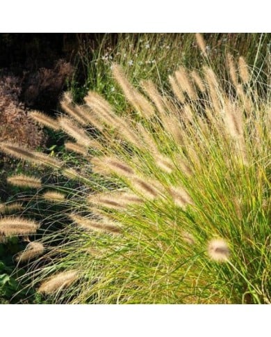 Pennisetum alopecuroides (Harry Wedzinga / Adobe Stock)