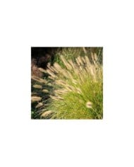Pennisetum alopecuroides (Harry Wedzinga / Adobe Stock)