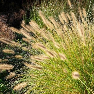 Pennisetum alopecuroides (Harry Wedzinga / Adobe Stock)