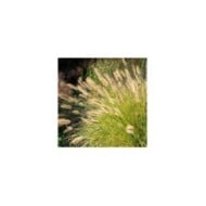 Pennisetum alopecuroides (Harry Wedzinga / Adobe Stock)