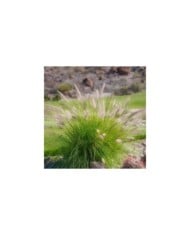 Pennisetum alopecuroides 'Little Bunny' - Flickr Kirt Edblom 1