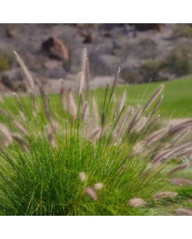 Pennisetum alopecuroides 'Little Bunny' - Flickr Kirt Edblom 2