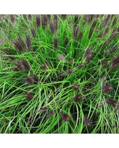 Pennisetum alopecuroides 'Red Head' (m. m. v. / flickr.com)
