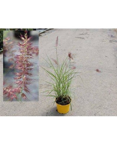 Pennisetum orientale 'Flamingo' - tel qu'expédié. Pot de 3 litres