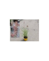 Pennisetum orientale 'Flamingo' - tel qu'expédié. Pot de 3 litres
