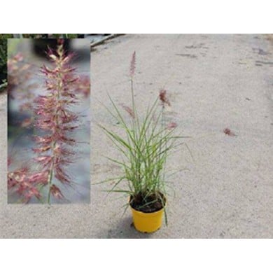 Pennisetum orientale 'Flamingo' - tel qu'expédié. Pot de 3 litres