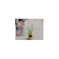 Pennisetum orientale 'Flamingo' - tel qu'expédié. Pot de 3 litres