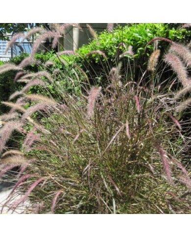 Pennisetum orientale 'Karley Rose' (Alex Lomas / wikimedia.org)
