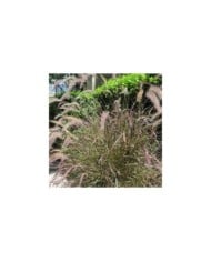 Pennisetum orientale 'Karley Rose' (Alex Lomas / wikimedia.org)