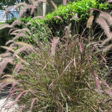 Pennisetum orientale 'Karley Rose' (Alex Lomas / wikimedia.org)