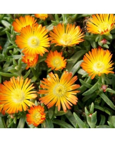 Delosperma Wheels of Wonder Orange Wonder (Globe Planter)