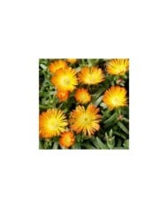 Delosperma Wheels of Wonder Orange Wonder (Globe Planter)