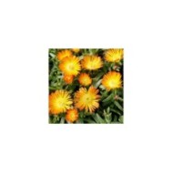 Delosperma Wheels of Wonder Orange Wonder (Globe Planter)
