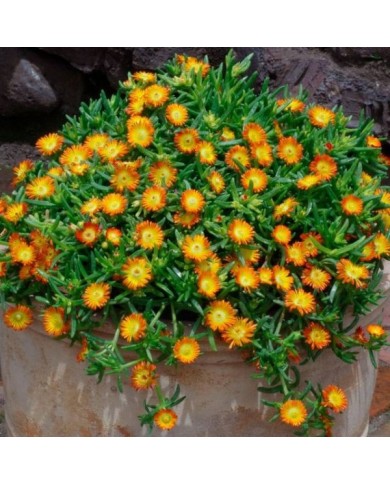 Delosperma Wheels of Wonder Orange Wonder (Globe Planter)