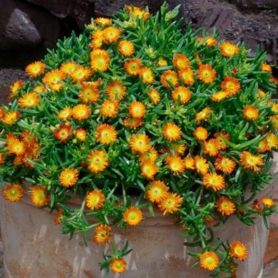 Delosperma Wheels of Wonder Orange Wonder (Globe Planter)