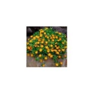 Delosperma Wheels of Wonder Orange Wonder (Globe Planter)