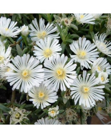 Delosperma Wheels of Wonder White Wonder (Globe Planter)