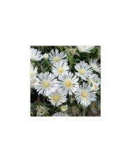Delosperma Wheels of Wonder White Wonder (Globe Planter)