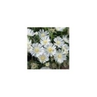 Delosperma Wheels of Wonder White Wonder (Globe Planter)