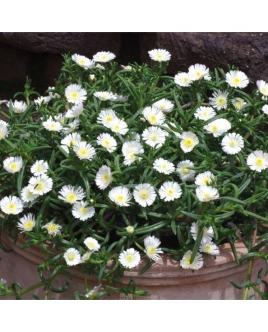 Delosperma Wheels of Wonder White Wonder (Globe Planter)