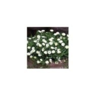 Delosperma Wheels of Wonder White Wonder (Globe Planter)