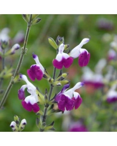 Sauge 'Amethyst Lips'  (Salvia microphylla)