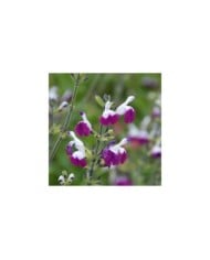 Sauge 'Amethyst Lips'  (Salvia microphylla)