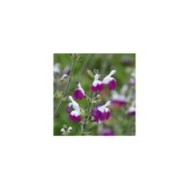 Sauge 'Amethyst Lips'  (Salvia microphylla)
