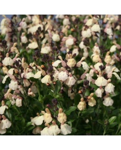 Salvia x jamensis 'Melen' (Sapho)
