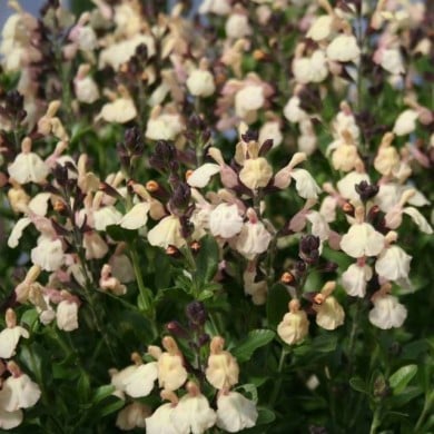 Salvia x jamensis 'Melen' (Sapho)
