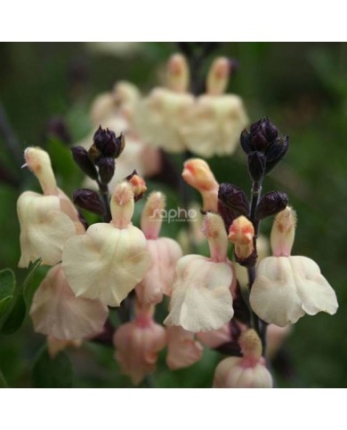 Salvia x jamensis 'Melen' (Sapho)