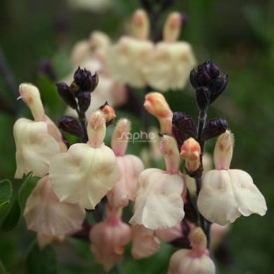 Salvia x jamensis 'Melen' (Sapho)