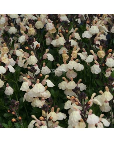 Salvia x jamensis 'Melen' (Sapho)