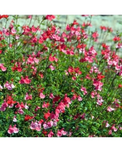 Salvia microphylla 'Grahamii' (HVPM dev / Adobe Stock)