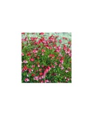Salvia microphylla 'Grahamii' (HVPM dev / Adobe Stock)