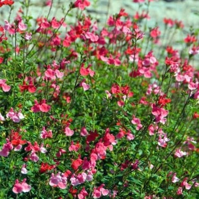 Salvia microphylla 'Grahamii' (HVPM dev / Adobe Stock)