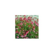 Salvia microphylla 'Grahamii' (HVPM dev / Adobe Stock)