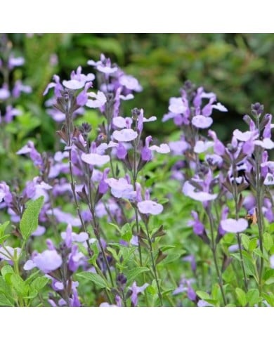 Salvia ‘So Cool Pale Blue’ (Alexandra / stock.adobe.com)