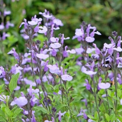 Salvia ‘So Cool Pale Blue’ (Alexandra / stock.adobe.com)