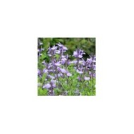 Salvia ‘So Cool Pale Blue’ (Alexandra / stock.adobe.com)