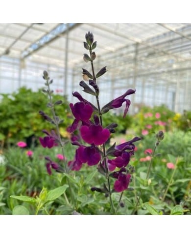 Salvia SALVINIO® Dark Purple (Elsner PAC)