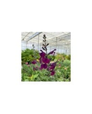 Salvia SALVINIO® Dark Purple (Elsner PAC)
