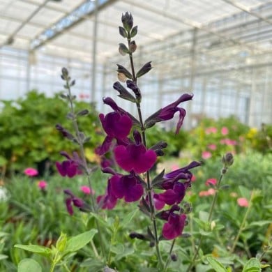 Salvia SALVINIO® Dark Purple (Elsner PAC)