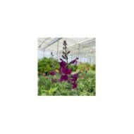 Salvia SALVINIO® Dark Purple (Elsner PAC)