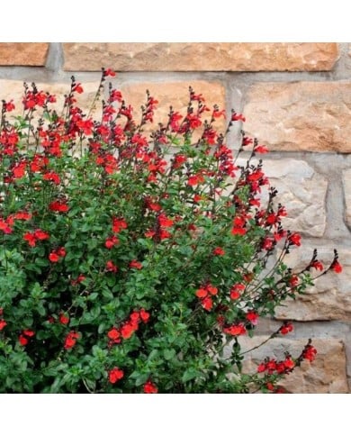 Salvia SALVINIO® True Red (Elsner PAC)