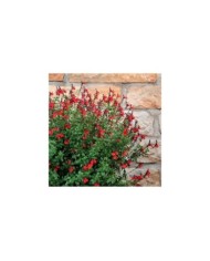 Salvia SALVINIO® True Red (Elsner PAC)